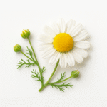 Kamillebloem Biologisch