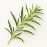 Tarragon