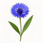 Cornflower flower Organic