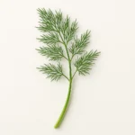 Dill Organic