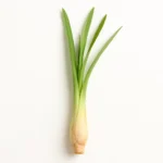 Citroengras Biologisch