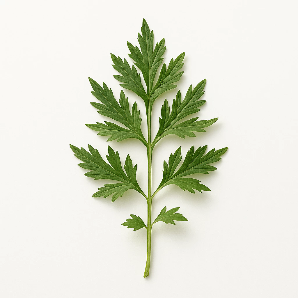 Mugwort herb Organic1