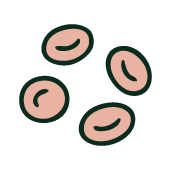 Darmmicrobiota