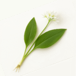 Wilde Knoflook Biologisch